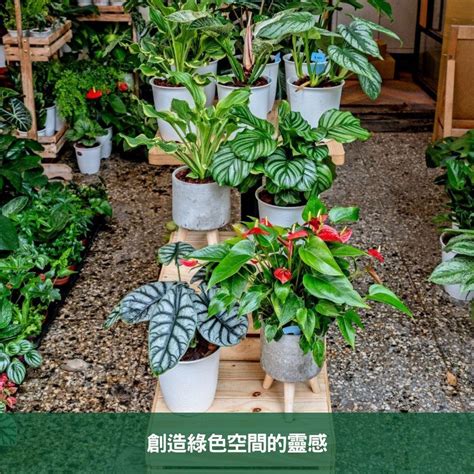 室內觀花植物|2024年室內觀葉植物精選與專業養護指南 